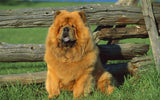Full Diamond Painting kit - Chows