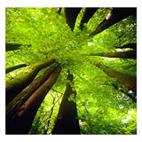 Full Diamond Painting kit - Tree in summer