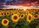 Full Diamond Painting kit - Beautiful sunflower garden