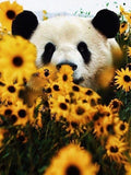 Full Diamond Painting kit - panda on flowers