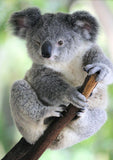Full Diamond Painting kit - Cute koala