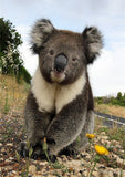 Full Diamond Painting kit - Cute koala