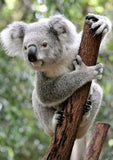Full Diamond Painting kit - Cute koala